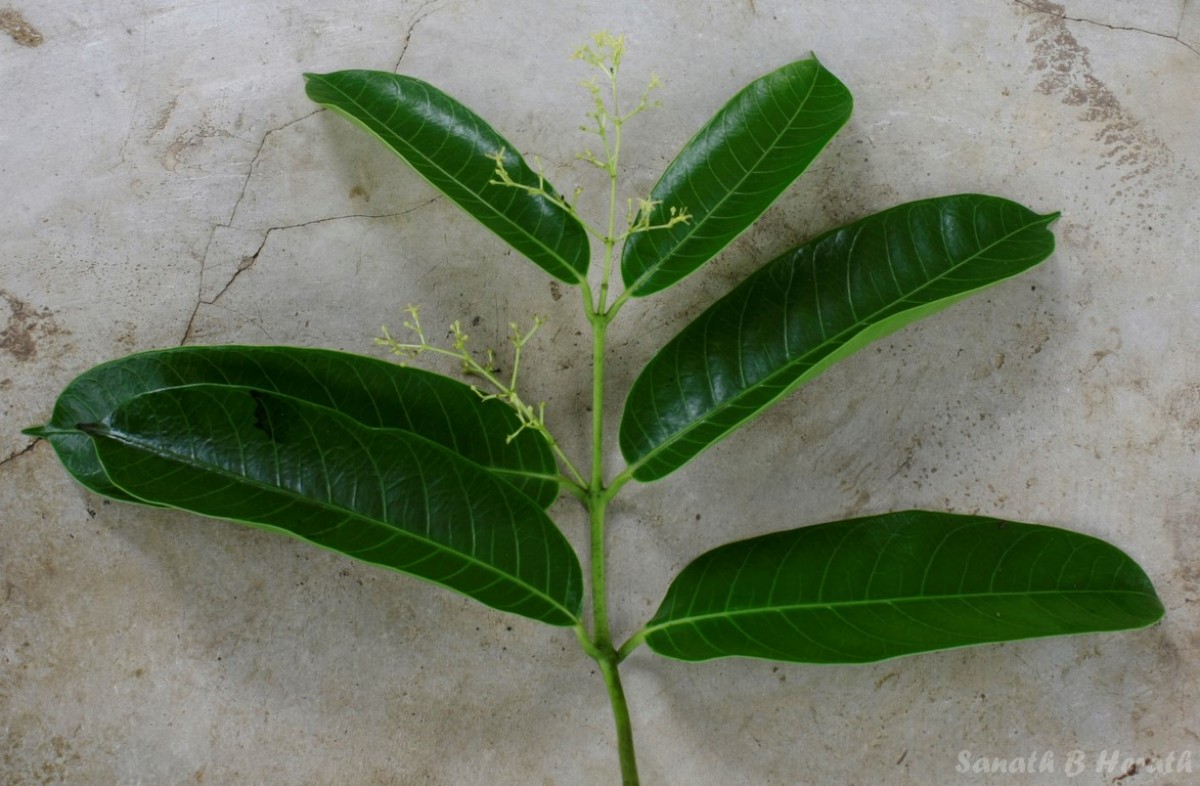 Anodendron parviflorum (Roxb.) I.M.Turner